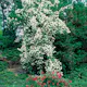 Prydnadsbuske Schersmin- Doftschersmin Omnia Garden 100-150 cm