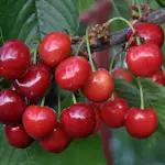 Sötkörsbärsträd Omnia Garden Gårdebo E