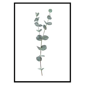 Poster Gallerix Eucalyptus No2