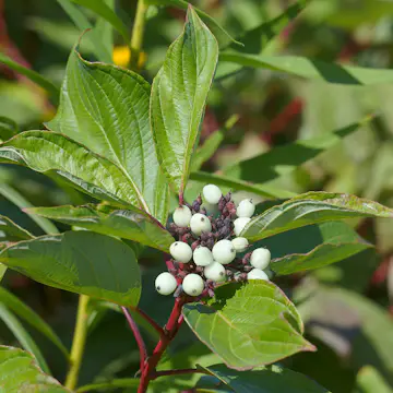 Buske Omnia Garden Videkornell Farba 20-40 cm