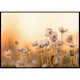 Poster Gallerix Wild Anemone In Sunset