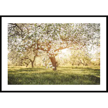 Poster Gallerix Blossom Meadow