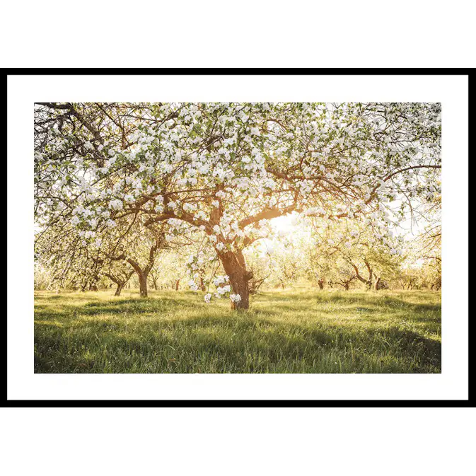 Poster Gallerix Blossom Meadow