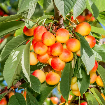 Sötkörsbärsträd Omnia Garden Heidi' E