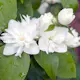 Prydnadsbuske Kameliaschersmin Omnia Garden Philadelphus 'Virginal', sol