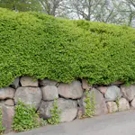 Häck Omnia Garden Måbär 40-60 cm