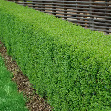 Häck Omnia Garden Vinterliguster Liga Krukodlade 10st