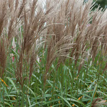 Prydnadsgräs Glansmiskantus Omnia Garden Japanskt Gräs Malepartus