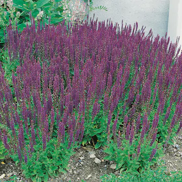 Perenn Omnia Garden Stäppsalvia Ostfrisland