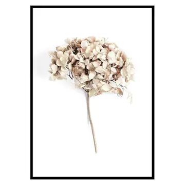 Poster Gallerix Dried Field Flower No2
