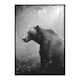 Poster Gallerix Grizzly Bear