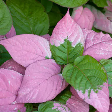 Klätterväxt Kameleontbuske Omnia Garden 40-60 cm