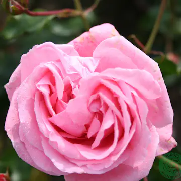 Klätterros Omnia Garden Coral Dawn