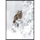 Poster Gallerix Owl On Snow Branch
