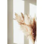 Posters Venture Home Pampas Beige