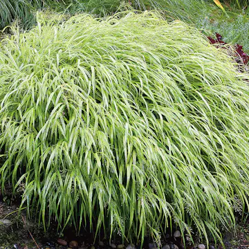 Prydnadsgräs Omnia Garden Hakonegräs Hakonechloa Macra Liten Kruka
