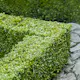 Buske Omnia Garden Buxbom Buxus Sempervirens 15-20 cm