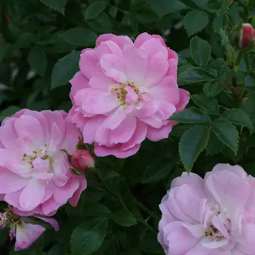 Ros Omnia Garden Marktäckande Easy Cover