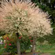 Eukalyptusvide Omnia Garden Prydnadsträd 80-100 cm Höjd, Grönt & Rosa Bladverk