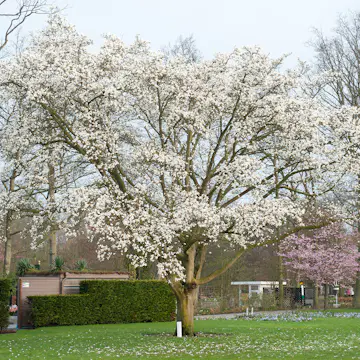 Prydnadsbuske Omnia Garden Japansk Magnolia Snövit Blomning Soligt Läge Barrot Grön Lövverk