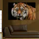 Tavla Arkiio A Wild Tiger