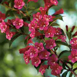 Prydnadsbuske Trädgårdsprakttry Omnia Garden 125-150cm