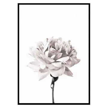 Poster Gallerix Pink peony