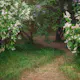 Buske Omnia Garden Syrén Vit 20-40 cm Krukodlade