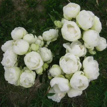 Ros Omnia Garden Marktäckande Snövit