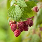 Buske Klarrött Trädgårdshallon Mormorshallon Omnia Garden 40-60 cm