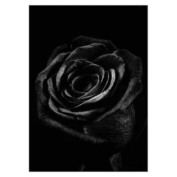 Poster Gallerix Black Rose