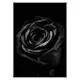 Poster Gallerix Black Rose