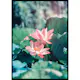 Poster Gallerix Lotus Flowers