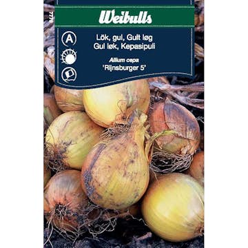 Frö Lök Weibulls Gul Rijnsburger