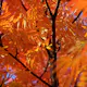 Prydnadsträd Omnia Garden Ullungrönn Dodong