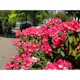 Rhododendron Omnia Garden Morgonrot 25-30 cm