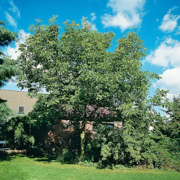 Prydnadsträd Omnia Garden Valnöt 100-125 cm