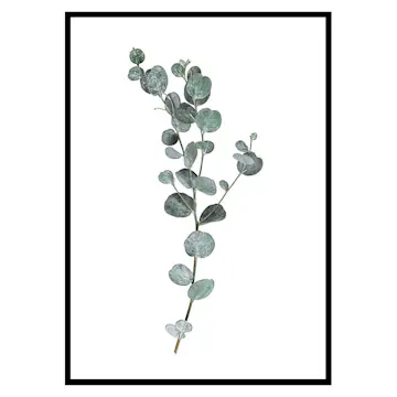 Poster Gallerix Eucalyptus No1