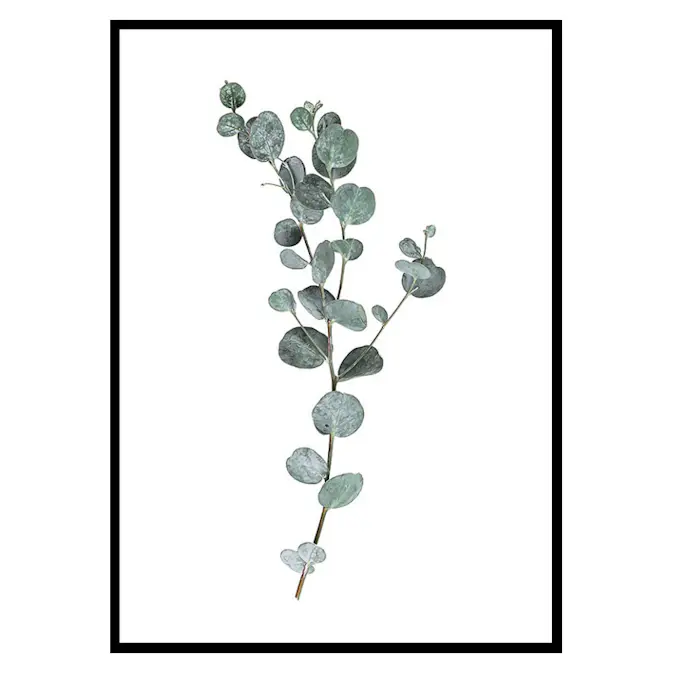Poster Gallerix Eucalyptus No1