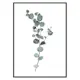 Poster Gallerix Eucalyptus No1