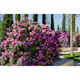 Rhododendron Omnia Garden Roseum Elegans