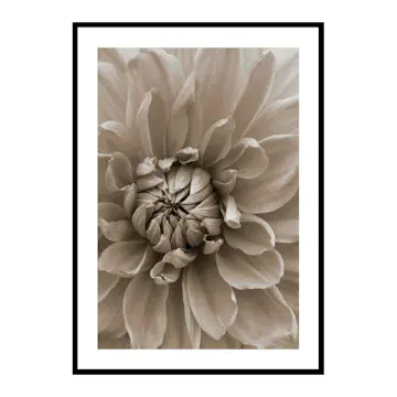 Poster Gallerix Autumn Dahlia