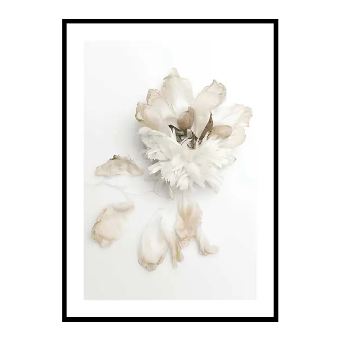Poster Gallerix Peony Petals No2