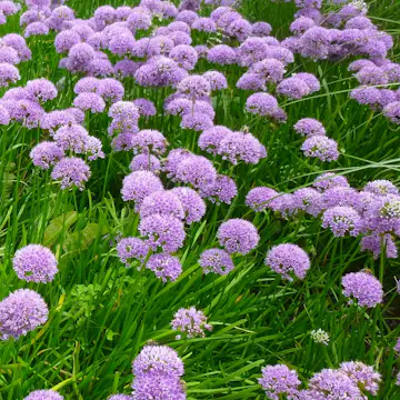 Perenn Omnia Garden Trädgårdskantlök Millinium