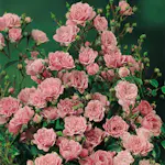 Ros Omnia Garden Marktäckande The Fairy