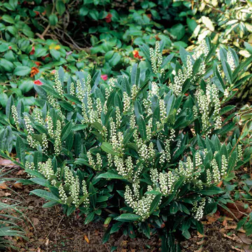 Prydnadsbuske Lagerhägg Omnia Garden Prunus laurocerasus Otto Luyken