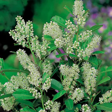 Prydnadsträd Omnia Garden Lagerhägg 'Mano' 80-100 cm - Vintergrönt & Doftande Blommor