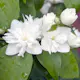 Prydnadsbuske Kameliaschersmin Omnia Garden Philadelphus 'Virginal', sol