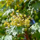 Prydnadsträd Omnia Garden Klotlönn, Grönt Lövverk & Gul Blomning, 8-10cm
