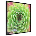 Poster Artgeist Affisch Succulent